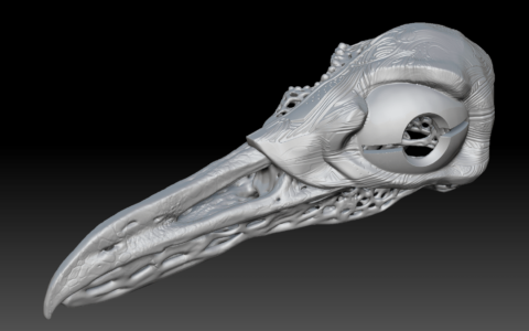 Seagull-skull